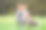 红狐狸素材图片