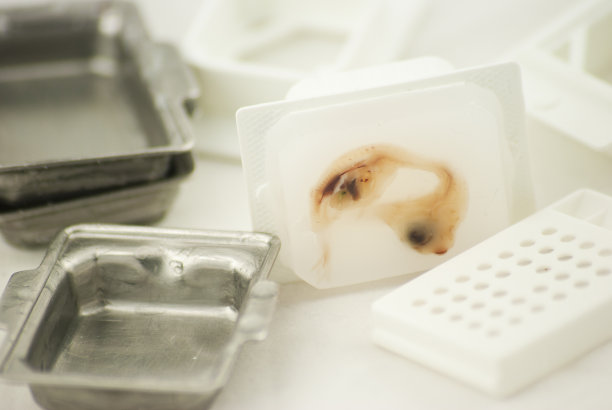 用金属模将组织嵌入蜡中图片下载