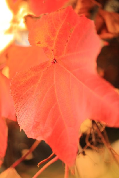 秋红离开图片下载