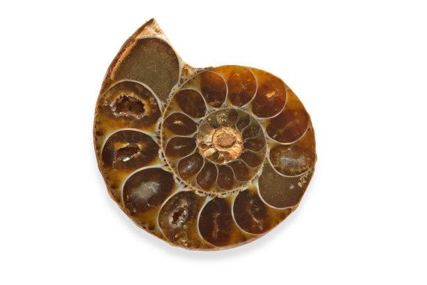 鹦鹉螺化石图片下载