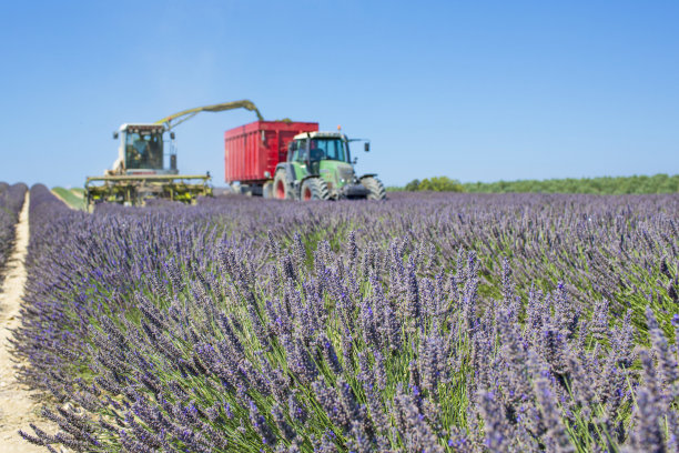 Harversting在普罗旺斯图片下载