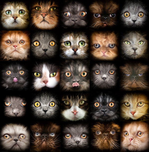 25猫肖像图片下载