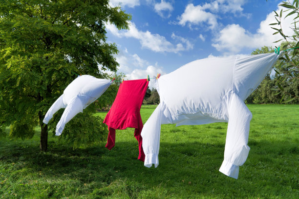 晾衣绳与衬衫在风之间的树图片下载