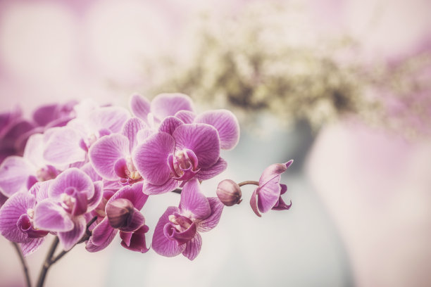 粉红兰花静物图片下载