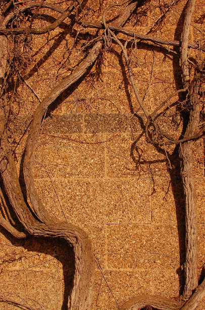 背景墙爬行图片下载