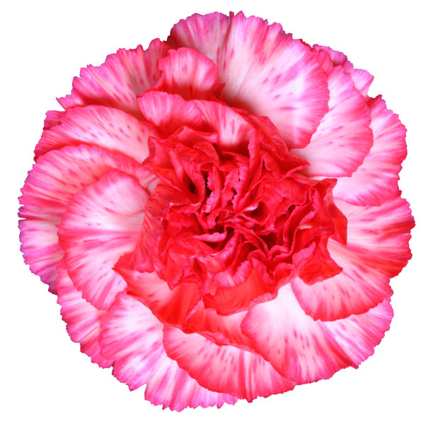 在白色背景上孤立的万寿菊。图片下载