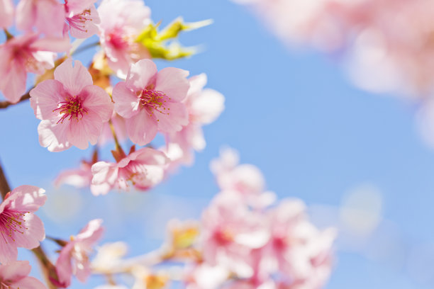 浪漫樱花图片素材ID：151498300