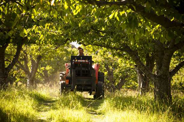 农民苹果园图片下载