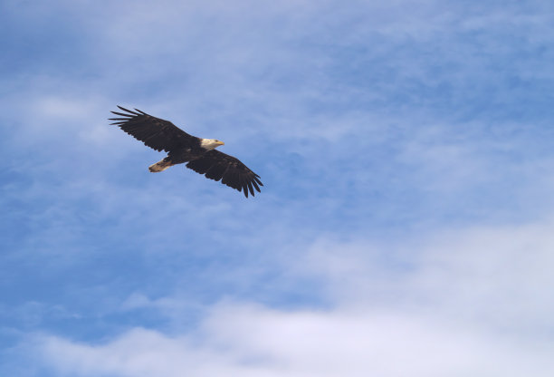 白头海雕图片下载