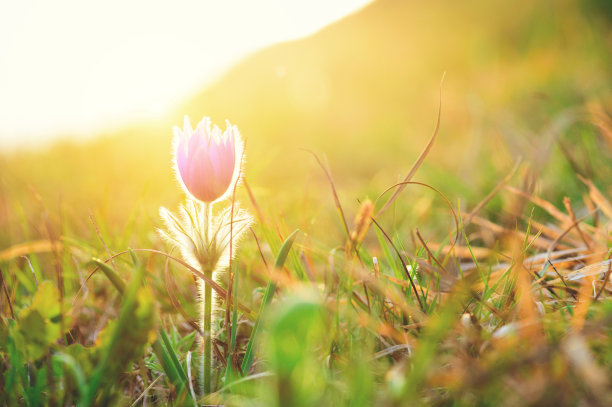 普尔萨蒂拉·格兰迪斯图片下载