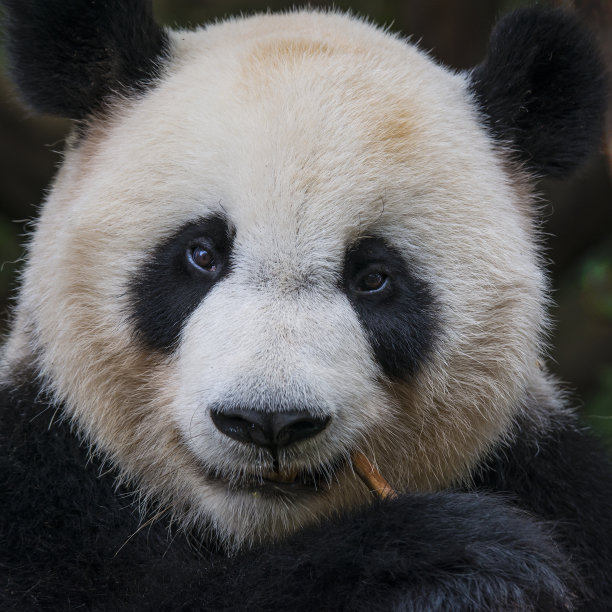 可爱熊猫图片素材ID：151532374