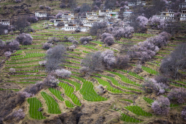 雅鲁藏布江桃花素材图片