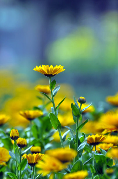 菊花开花素材图片