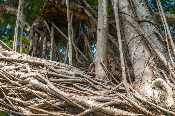 魔法森林图片下载