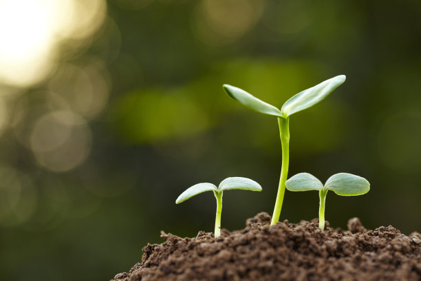 春芽生长在绿色的自然背景下图片下载