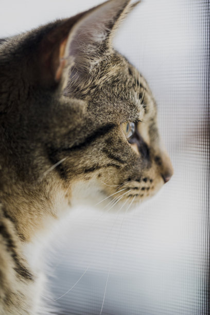 猫图片素材ID：151553674