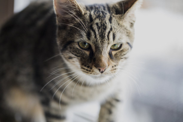 猫图片素材ID：151554292