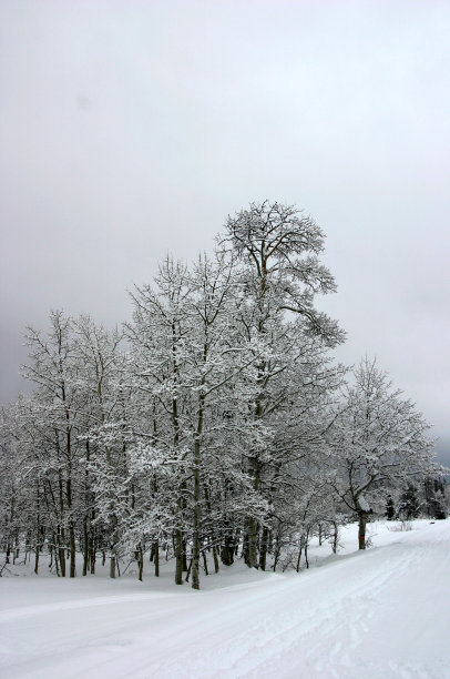 冬天的树图片下载