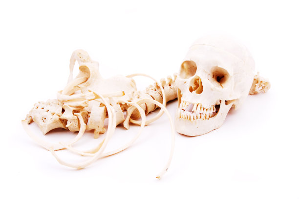 人类遗骸图片下载