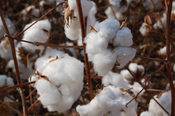 棉花图片下载