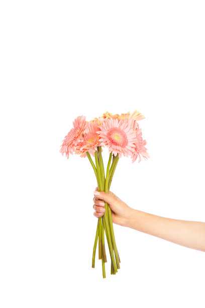 粉红色的非洲菊Dasies图片下载