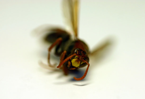 黄蜂头图片下载