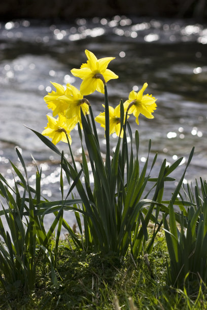 河边的水仙花素材图片