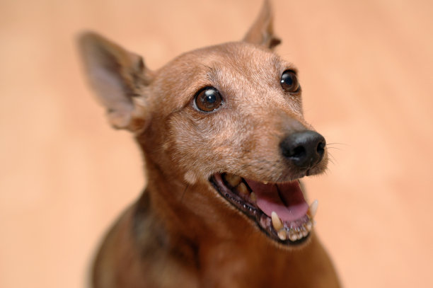 高飞狗系列图片下载