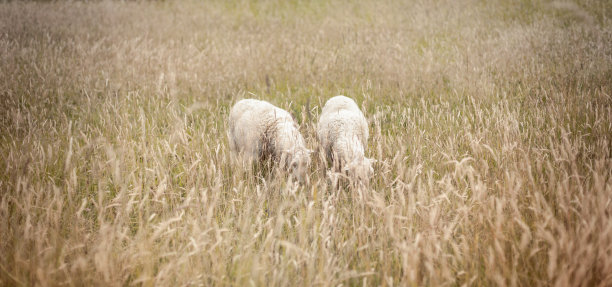 羊吃草图片下载