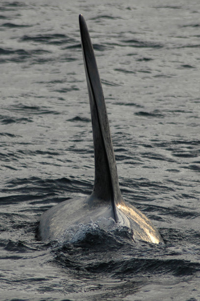 大的雄性虎鲸图片下载