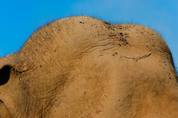 大象的山图片下载