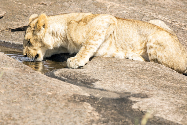 野外饮水的母狮图片下载