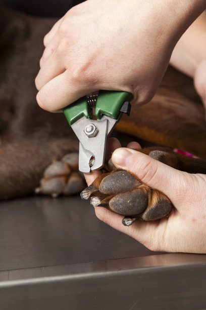 狗的爪子图片下载