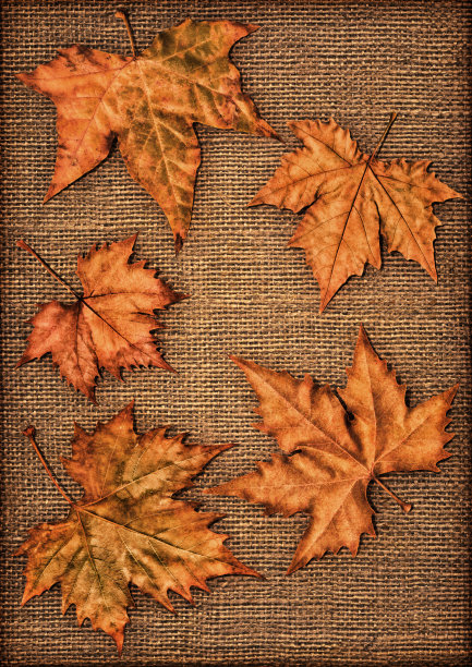 秋天干燥的枫叶孤立在粗麻布小插画背景图片下载
