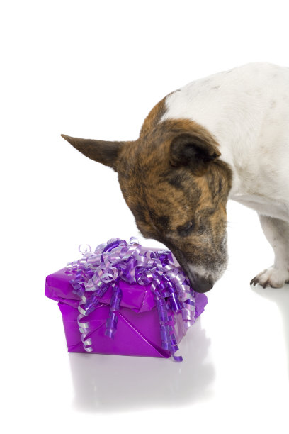 狗紫色的礼物图片下载