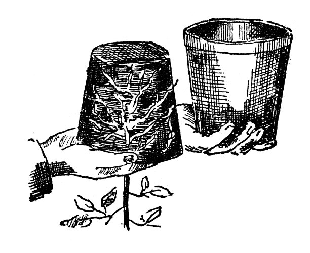 更换植物花瓶的古董插图图片下载