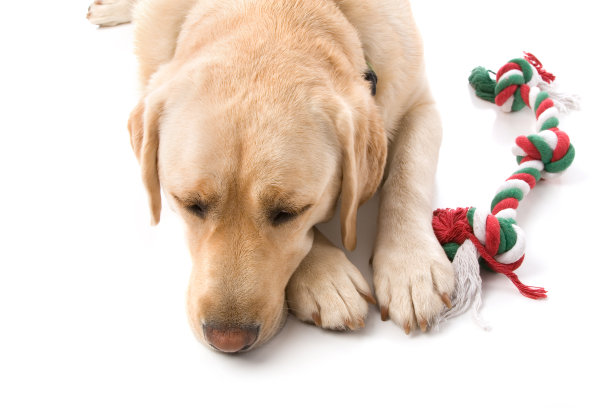 疲惫的狗图片下载