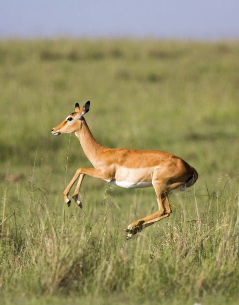 跳黑斑羚图片下载