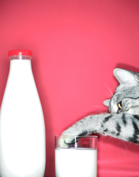 猫和牛奶图片下载