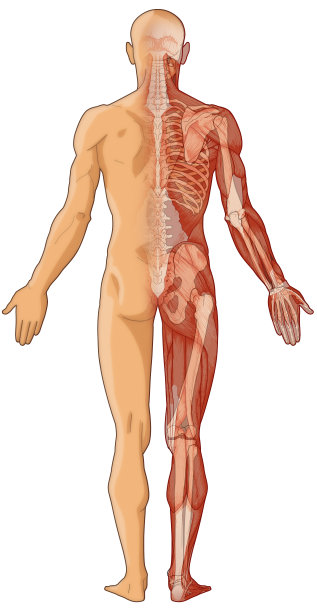 人体、皮肤、肌肉、骨骼(位图)图片下载