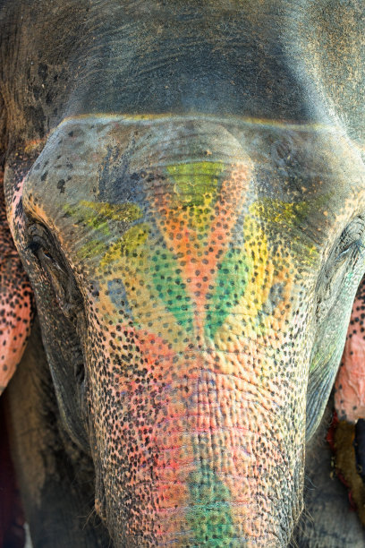 印度象图片下载