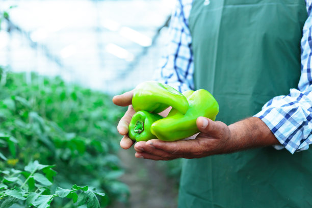 农民采摘胡椒图片下载