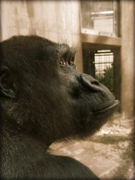 黑黑猩猩猿档案照片图片下载