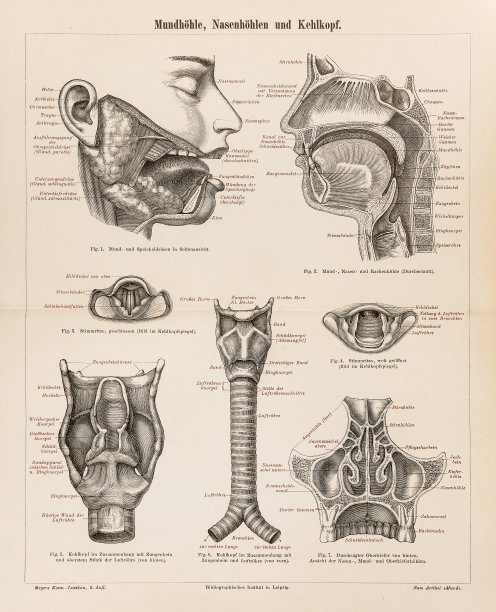 人体解剖学口耳鼻1896图片下载