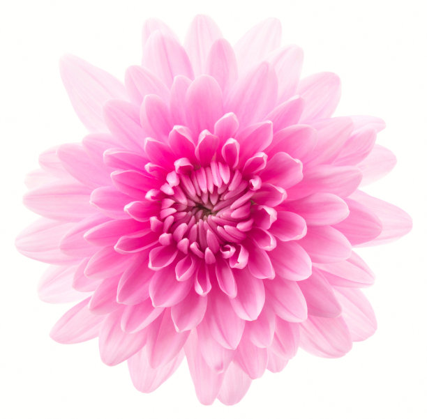 菊花。图片下载