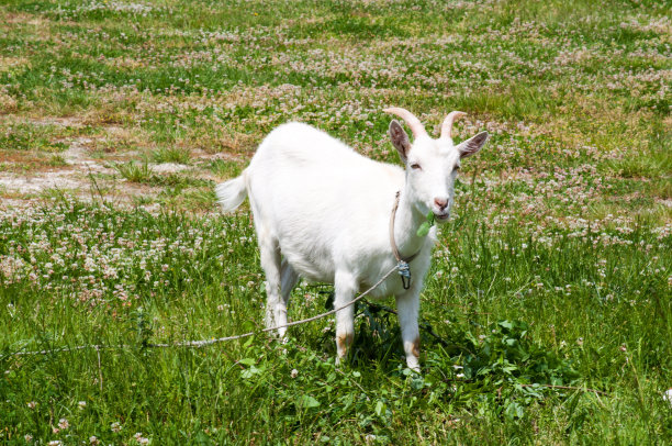 国内的山羊图片下载