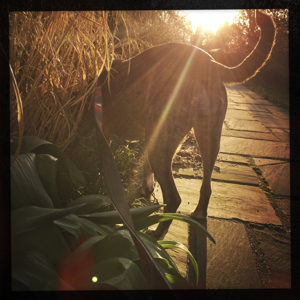 日出时，头在灌木丛中的狗图片下载