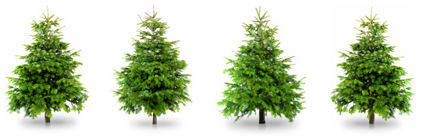 圣诞树集合图片下载