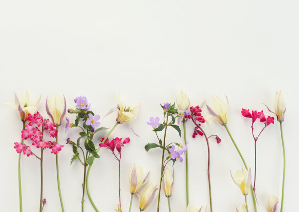 花,组成flatlay素材图片