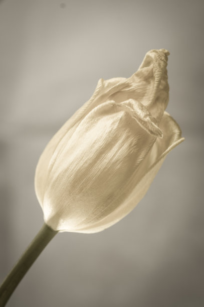 黄色郁金香图片下载